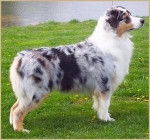 Sarah - Berger Australien (1 an)