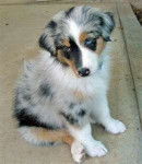 Sabrina - Berger Australien (6 mois)