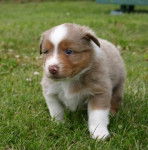 Patapouf (frère de Eclaire et fils de Vénéra) - Berger Australien Mâle (2 mois)