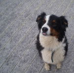 Rascal - Berger Australien (3 ans)