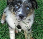 Parker - Berger Australien M&acirc;le (2 mois)