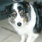 Banjo! - Berger Australien Mâle (11 ans)