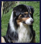 Chad - Berger Australien Mâle (2 ans)