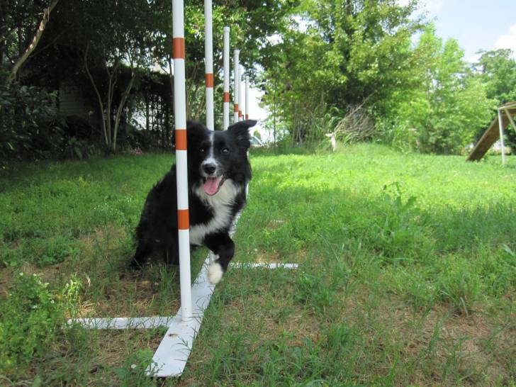 Frenzi - Berger Australien (11 mois)
