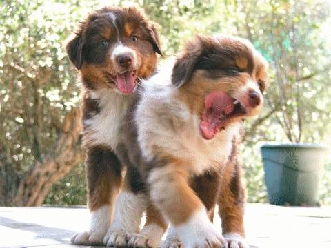 lila et dundee - Berger Australien (3 mois)