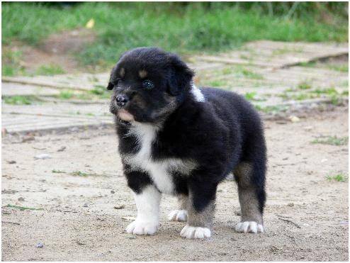 Dixi - Berger Australien Mâle (9 mois)