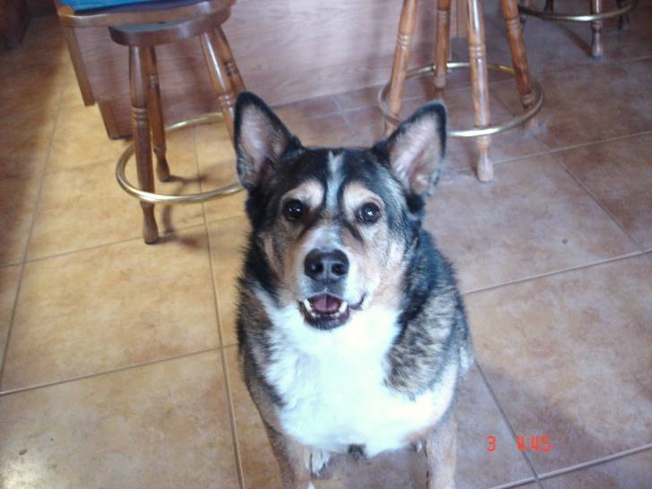Quigley - Berger Australien Mâle (10 ans)