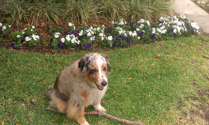 Abbbie - Berger Australien