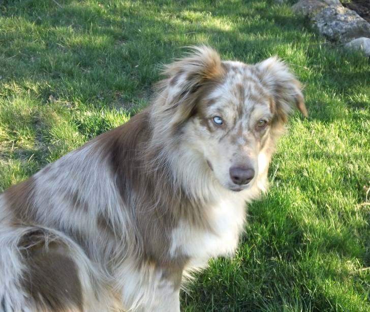 Indie - Berger Australien Mâle (4 ans)