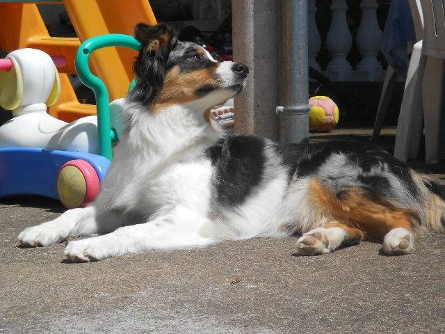 Daïka - Berger Australien (4 ans)