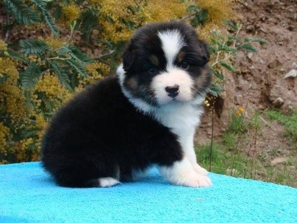 Tom - Berger Australien Mâle (2 mois)