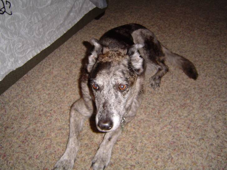 Bellagio Alexis - Berger Australien (11 ans)