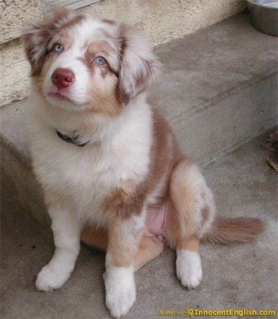 Shita - Berger Australien (3 mois)