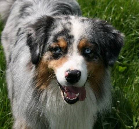 Berlioz - Berger Australien Mâle (2 ans)