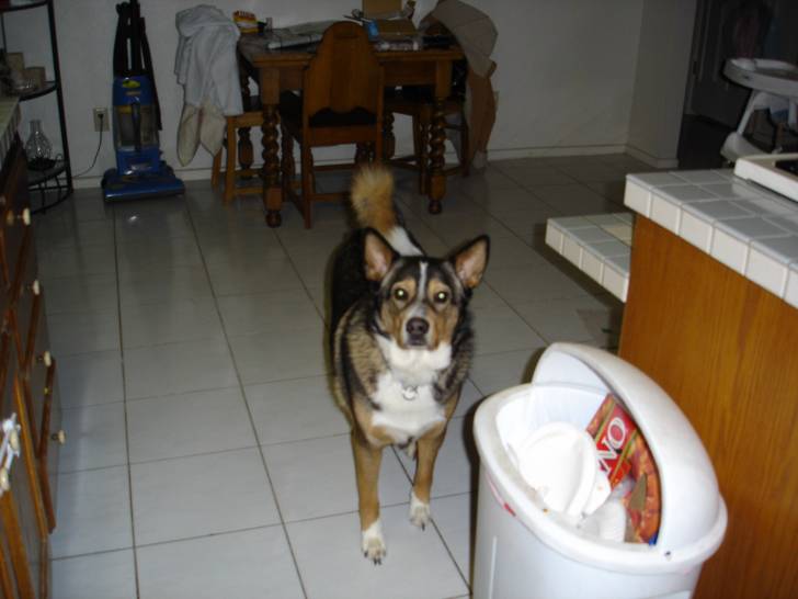 Quigley - Berger Australien Mâle (10 ans)