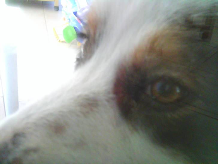 foxie - Berger Australien (2 ans)