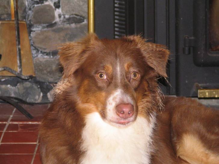 Jake - Berger Australien Mâle (6 mois)