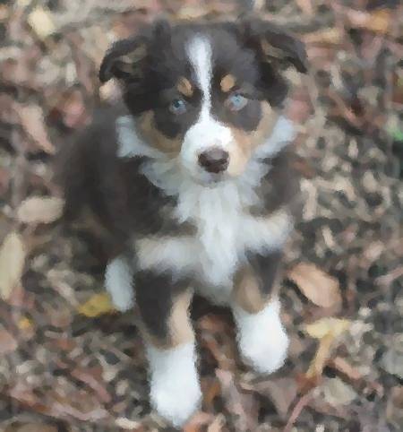 Lola - Berger Australien