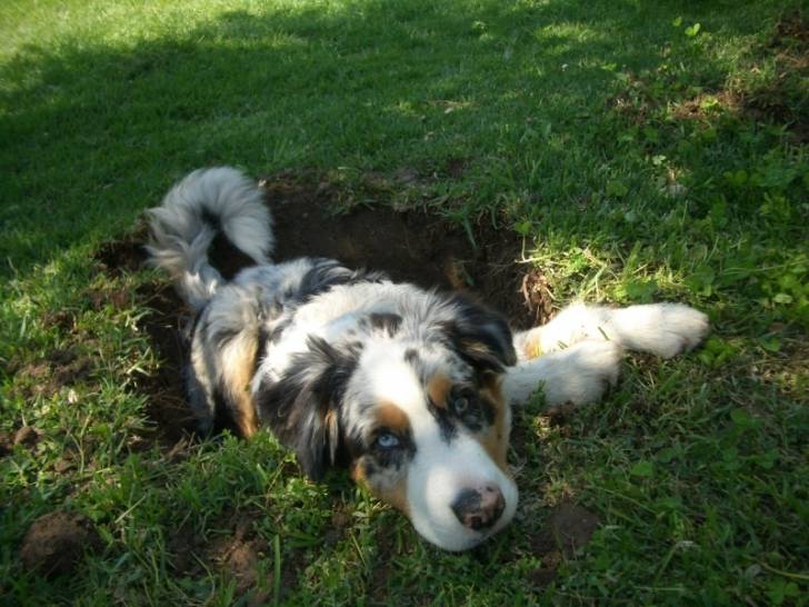 Bones - Berger Australien Mâle (2 ans)