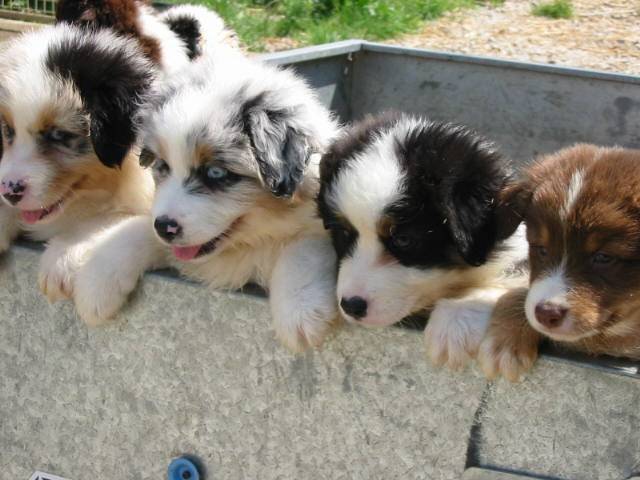 chiots berger australien - Berger Australien