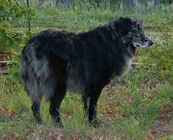 Bandit - Berger Australien Mâle (12 ans)