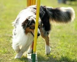Conner - Berger Australien Mâle (4 ans)