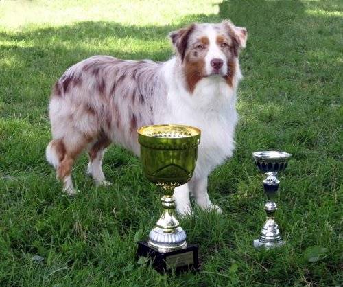 Fly - Berger Australien Mâle (2 ans)