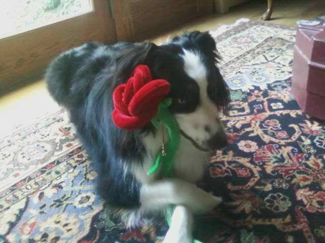 Mac - Berger Australien Mâle (3 ans)