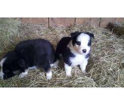 Pups 4 sale - Berger Australien Mâle (8 mois)