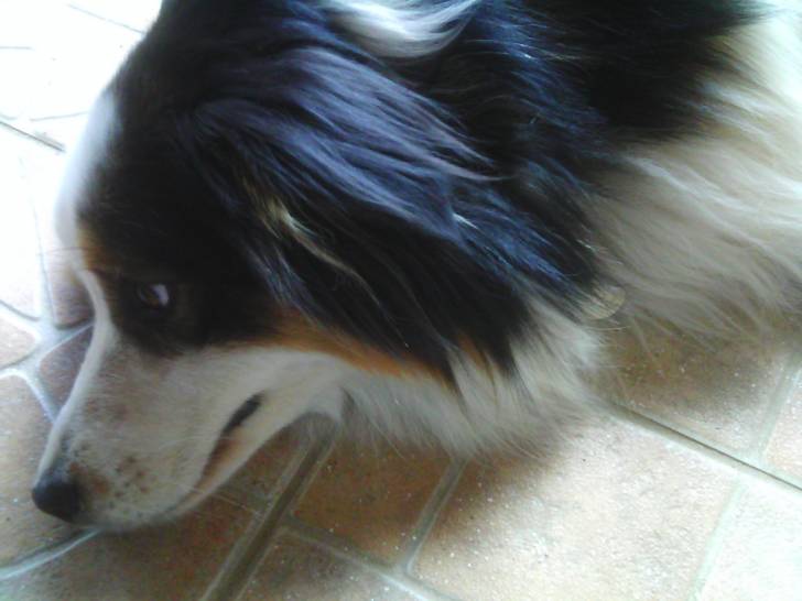 foxie - Berger Australien (2 ans)
