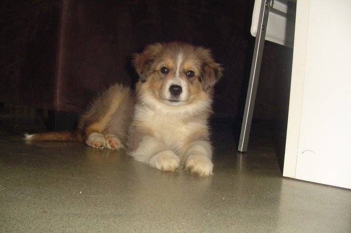 Flamby - Berger Australien Mâle (2 mois)