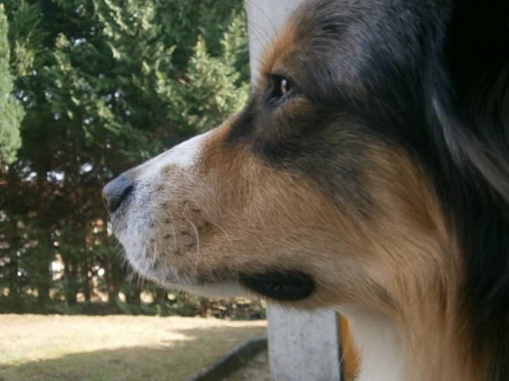Flamby - Berger Australien Mâle (2 ans)