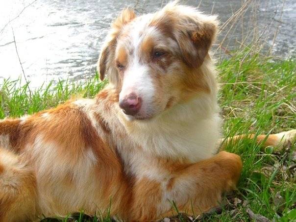 Luna - Berger Australien (2 ans)