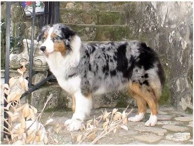 Laika - Berger Australien (1 an)