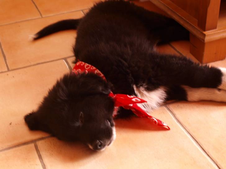 mon chien - Berger Australien Mâle (4 mois)
