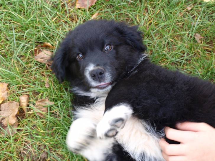 mon chien - Berger Australien Mâle (4 mois)