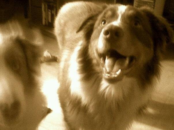 gadj - Berger Australien Mâle (13 ans)