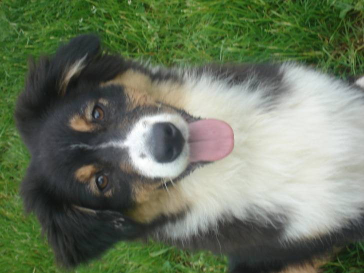 ma chienne Heidi ;) - Berger Australien (8 mois)