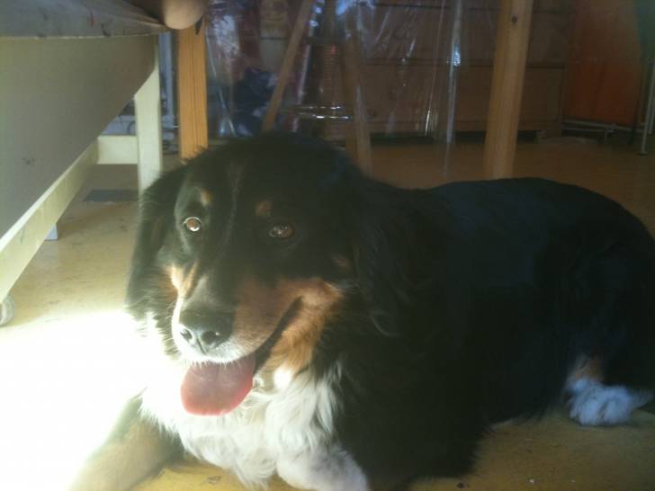 choupette - Berger Australien