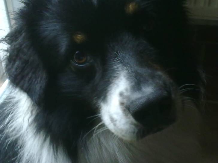 Spike - Berger Australien Mâle (2 ans)