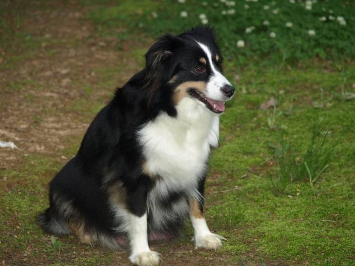 Molly - Berger Australien (4 ans)