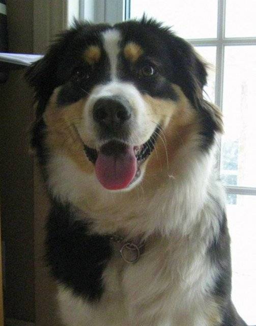 Daisy - Berger Australien (1 an)