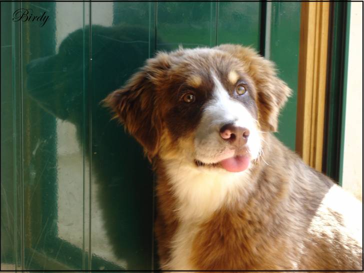 Birdy - Berger Australien Mâle (3 ans)