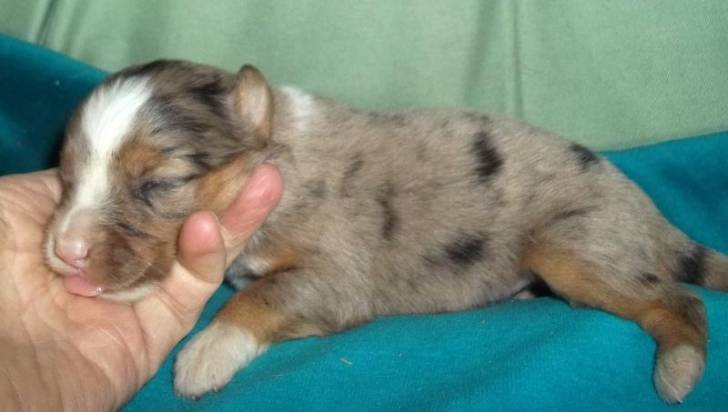 Misty - Berger Australien (1 mois)