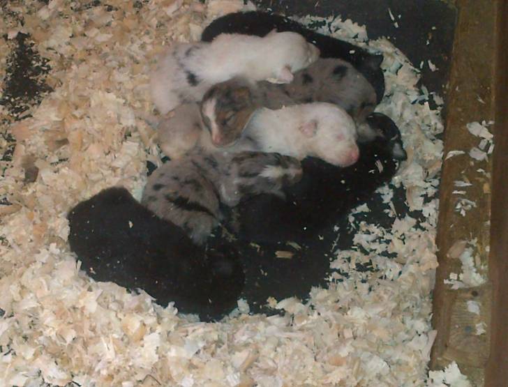 Misty & Siblings - Berger Australien (1 mois)
