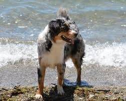 douck - Berger Australien Mâle (3 ans)