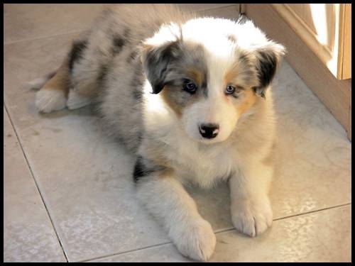Dayla - Berger Australien (11 mois)
