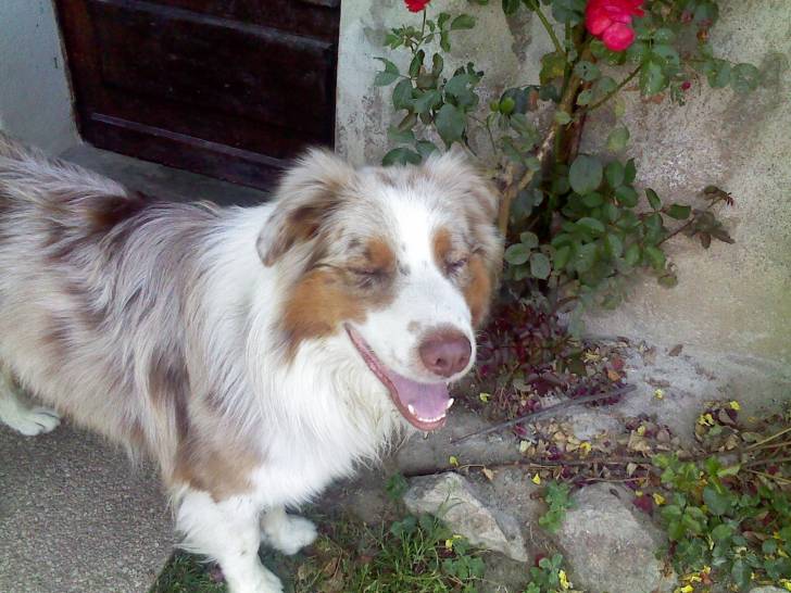 mon chein - Berger Australien Mâle (2 ans)