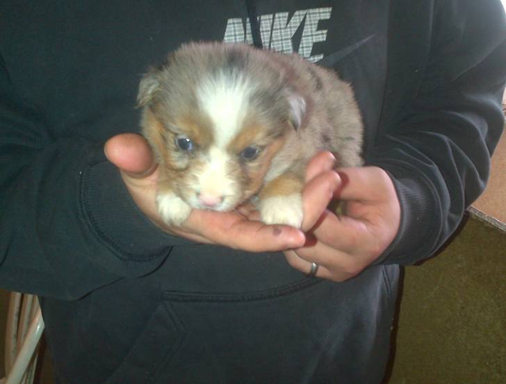 Misty - Berger Australien (1 mois)