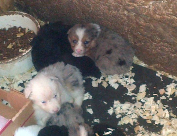 Misty & siblings - Berger Australien (1 mois)